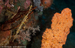 BD-090926-Lembeh-9263967-Solenostomus-paradoxus-(Pallas.-1770)-[Harlequin-ghost-pipefish.-Spökkantnål].jpg